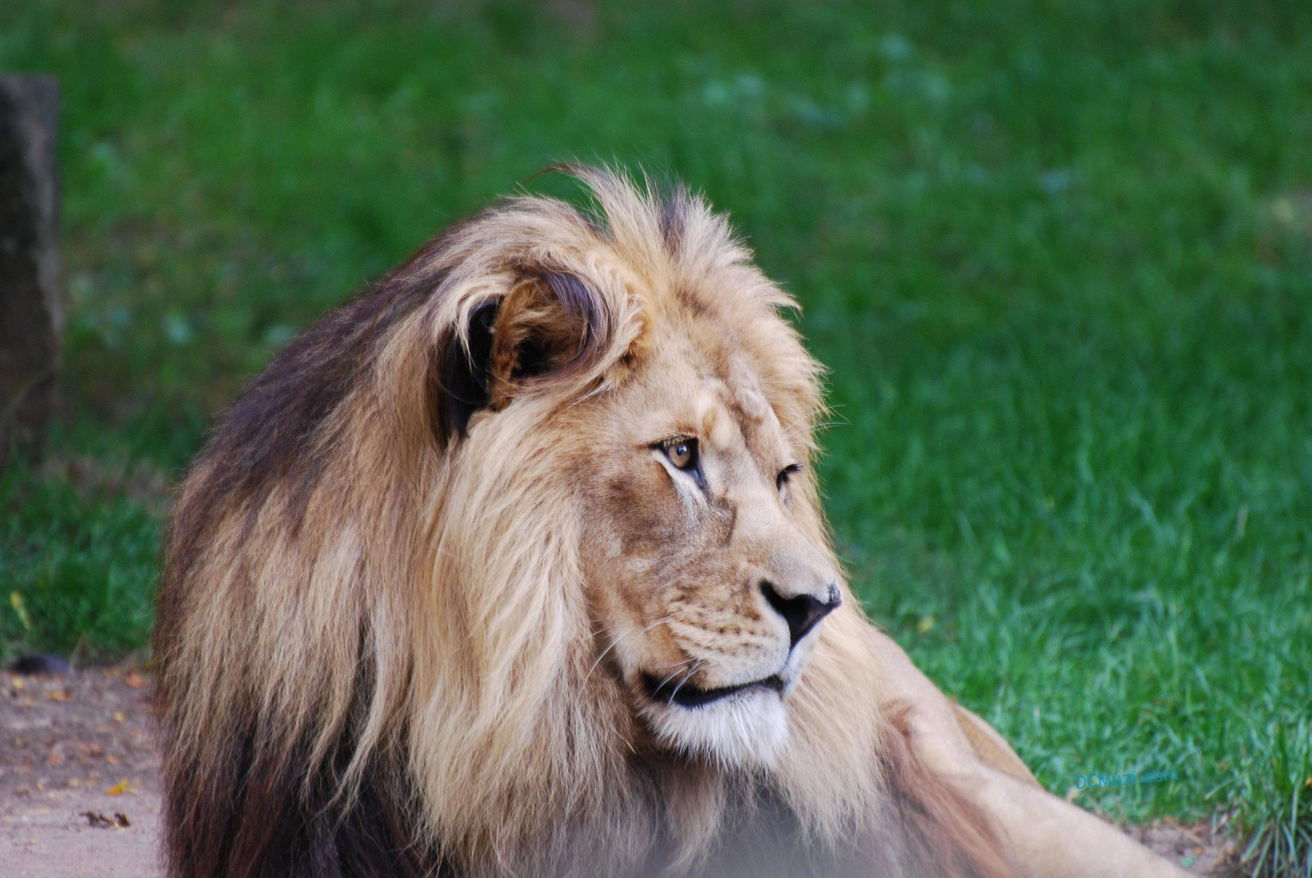 hannover zoo