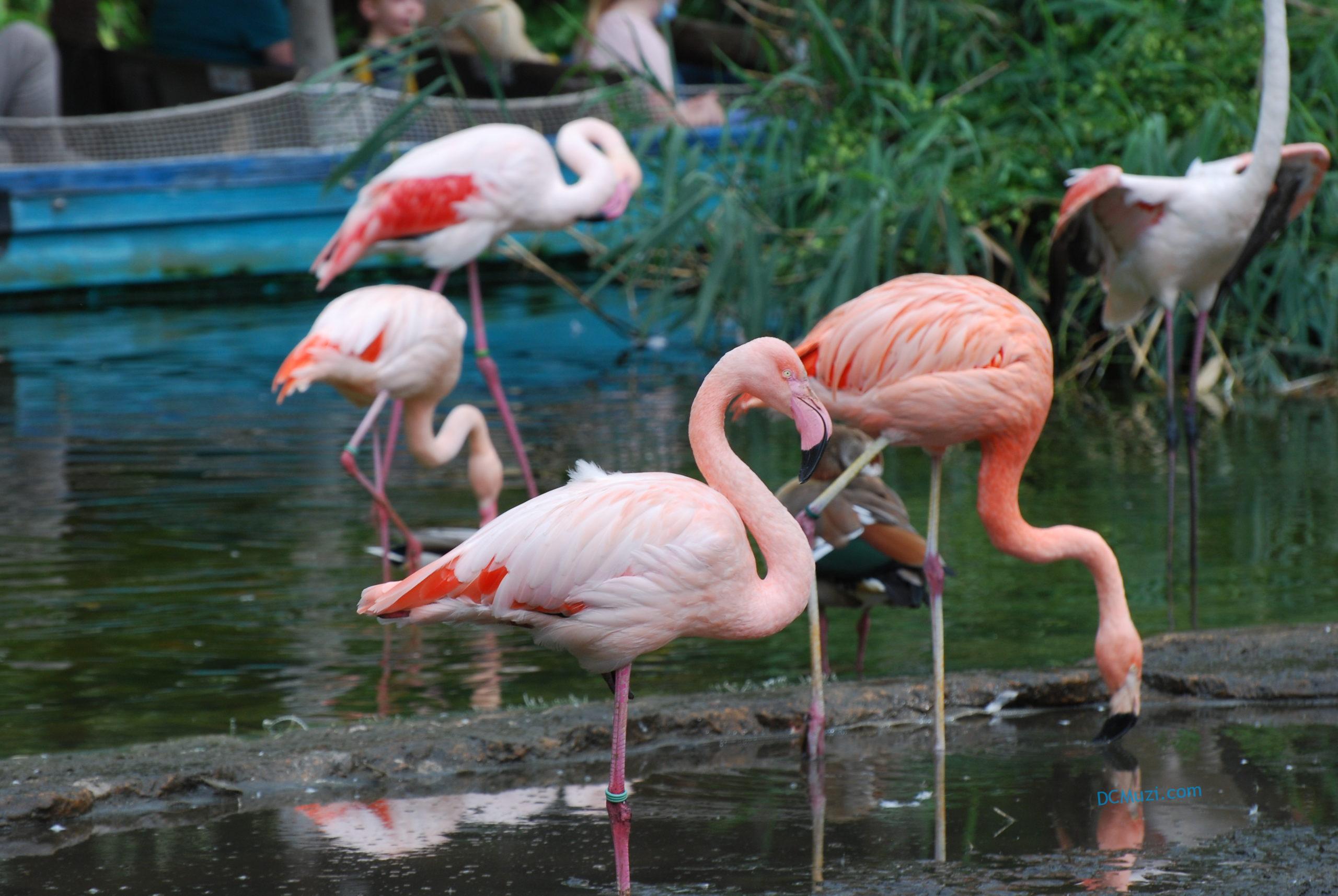 hannover zoo